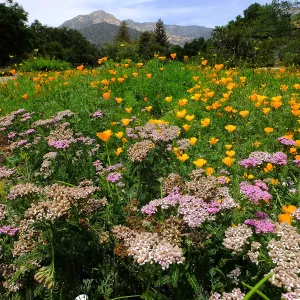 Yarrow and Poppies
