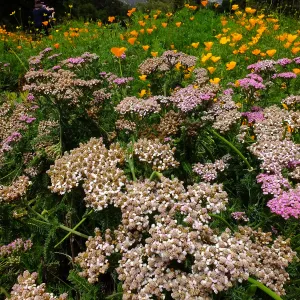 Yarrow and Poppies