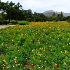 Meadow wildflower display panorama