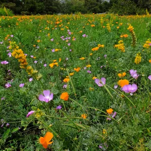 Meadow wildflower display