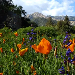 California Poppies in the Groundcover Section