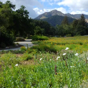 Matilija poppies, Blaksley Boulder, Meadow