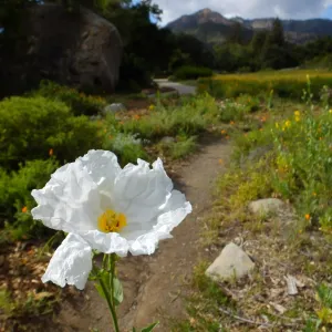Matilija poppy, Blaksley Boulder, Meadow