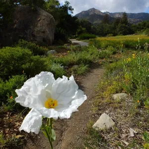 Matilija poppy, Blaksley Boulder, Meadow