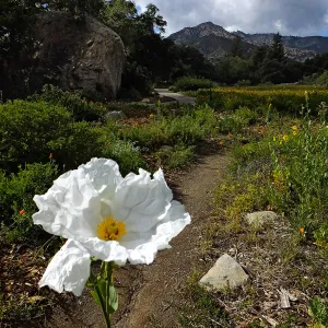 Matilija poppy, Blaksley Boulder, Meadow