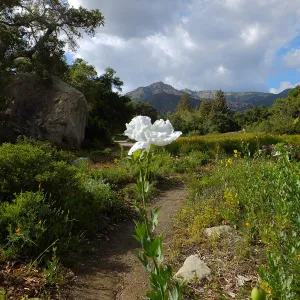 Matilija poppy, Blaksley Boulder, Meadow
