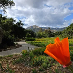 Composite image of Meadow and California Poppy close-up