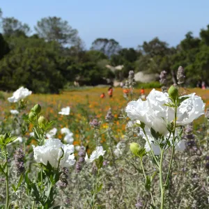 Seniors Free Day visitors at lower Meadow near Blaksley Boulder