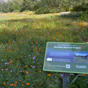 Meadow Restoration Project Sign