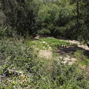 Centennial Maze
