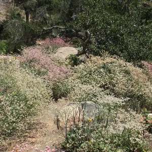 Eriogonum grande in the Manzanita Section