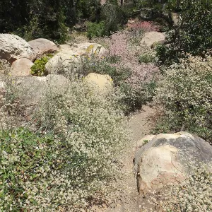 Eriogonum grande in the Manzanita Section