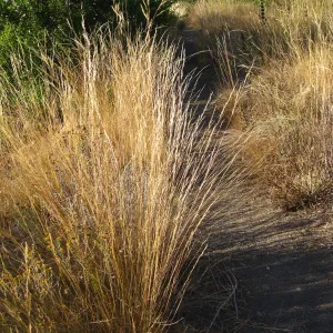 Nassella lepida, path to Hort Unit