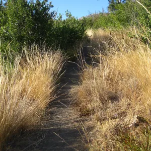 Nassella lepida, path to Hort Unit