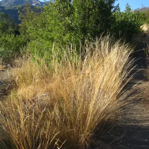 Nassella lepida, path to Hort Unit