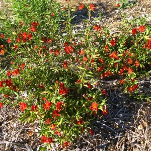 PIP Mimiulus trials, SW Trail