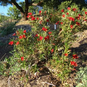 PIP Mimiulus trials, SW Trail