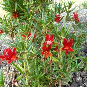 PIP Mimiulus trials, SW Trail