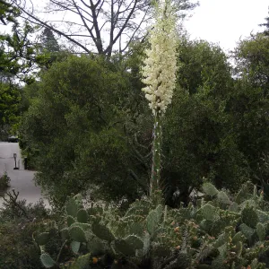Yucca blosson amid Opuntia (Prickly-pear)