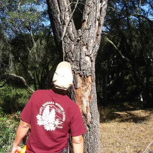 Tree work at Hanson site