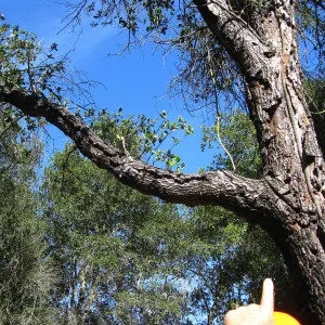 Tree work at Hanson site