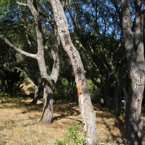 Tree work at Hanson site