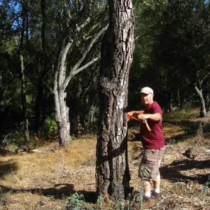 Tree work at Hanson site