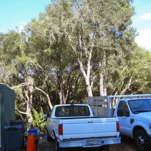 Tree work at Hanson site