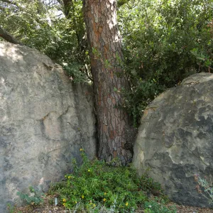 Torry pine between entry boulders