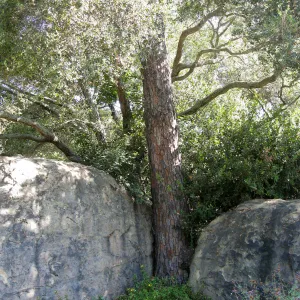 Torrey pine between entry boulders