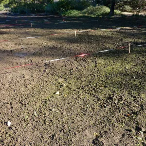 Wildflowers seedlings emerging in the meadow