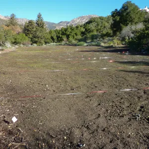 Wildflowers seedlings emerging in the meadow