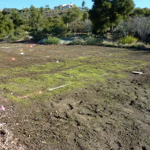 Wildflowers seedlings emerging in the meadow