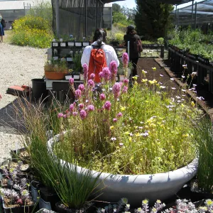 Rancho Santa Ana Botanic Garden Nursery