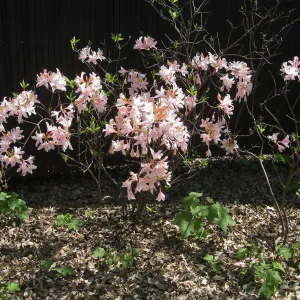 Rhododendron, Rancho Santa Ana Botanic Garden