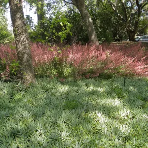 Rancho Santa Ana Botanic Garden, Heuchera (Alumroot or coral bells) and Dudleya (liveforevers)