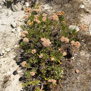 Santa Rosa Island, Eriogonum arborescens (Santa Cruz Island Buckwheat)