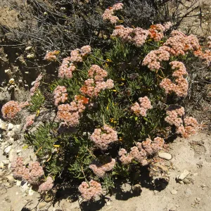 Santa Rosa Island, Eriogonum arborescens (Santa Cruz Island Buckwheat)