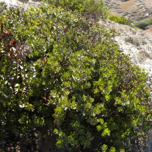 Santa Rosa Island, Arctostaphylos