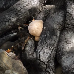 Lion’s Mane Mushroom, Hericium erinaceus