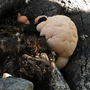 Lion’s Mane Mushroom, Hericium erinaceus