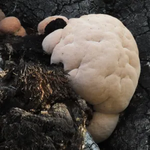 Lion’s Mane Mushroom, Hericium erinaceus