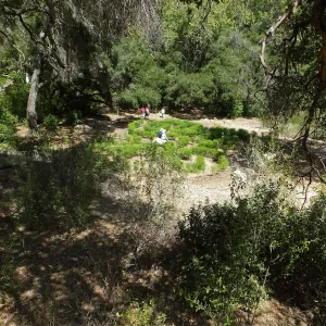 Centennial Maze