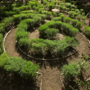 Centennial Maze