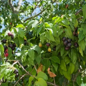 Catalina Cherry