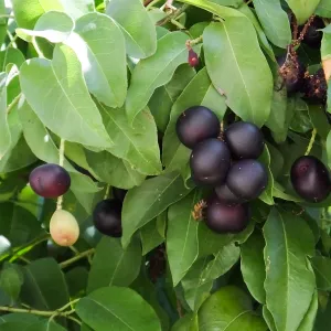 Catalina Cherry