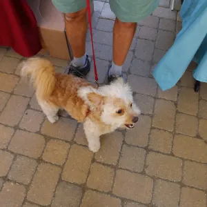 Trails n Tails 2015