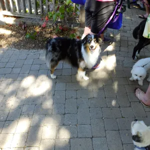 Trails n Tails 2015