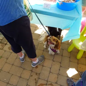 Trails n Tails 2015
