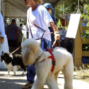 Trails n Tails 2015